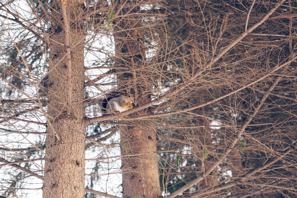 Eichhörnchen auf dem Baum im Park - Foto, Bild