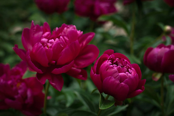 Red peonies in the garden. Blooming red peony. - Foto, immagini