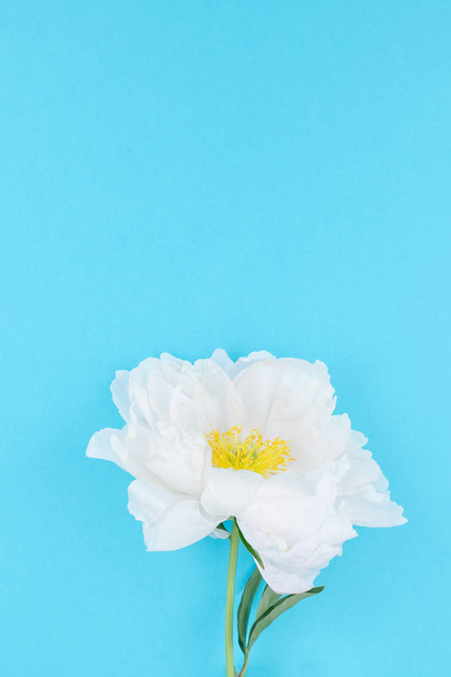 Flores de peonía blanca sobre fondo de papel de color azul pastel con espacio de copia en estilo minimalista, plantilla para postal, letras, texto o su diseño. Invitación a la boda y celebración concepto de saludo
 - Foto, Imagen