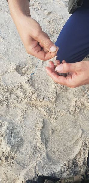 Crochet crevettes appât sur crochet pour le système de canne à pêche près de la mer Baltique
 - Photo, image