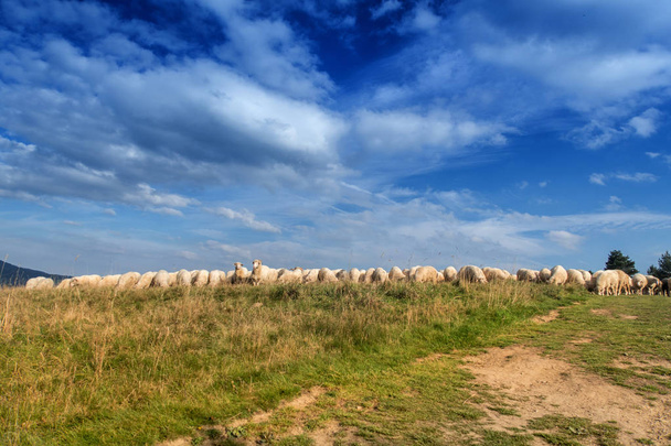 Flock of sheep grazing on beautiful mountain meadow. - Foto, afbeelding