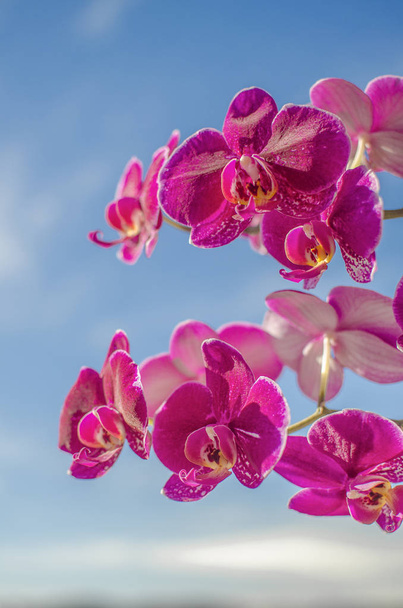 This photo shows beautiful orchids in the background sky. - Foto, afbeelding