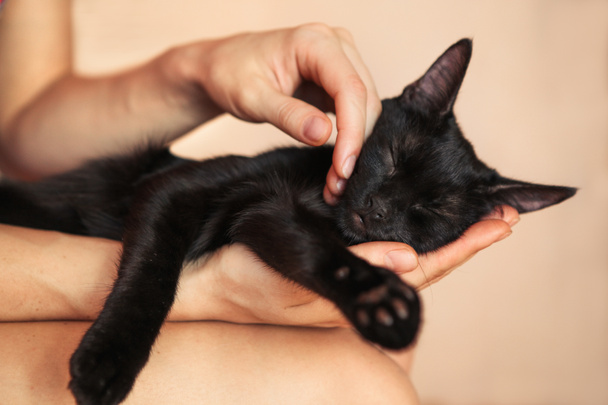 ženská ruka hlazení kočičí hlavy, láska ke zvířatům - Fotografie, Obrázek