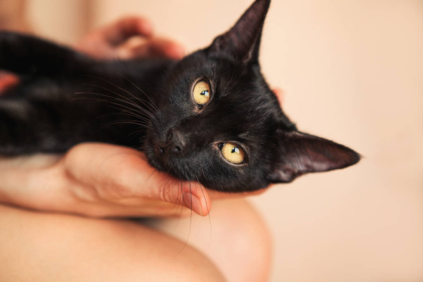 女性の手でかわいい黒猫 - 写真・画像