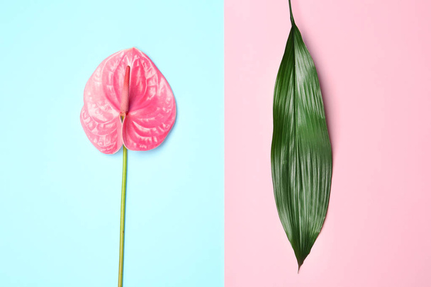Creative composition with anthurium flower and tropical leaf on color background, flat lay - Zdjęcie, obraz