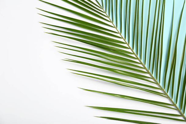 Composition with tropical date palm leaves on white background, top view - Foto, immagini