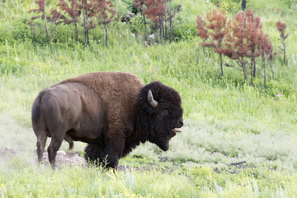 Manada de bisontes en el Parque Estatal Custer en Black Hills de Dakota del Sur
 - Foto, imagen