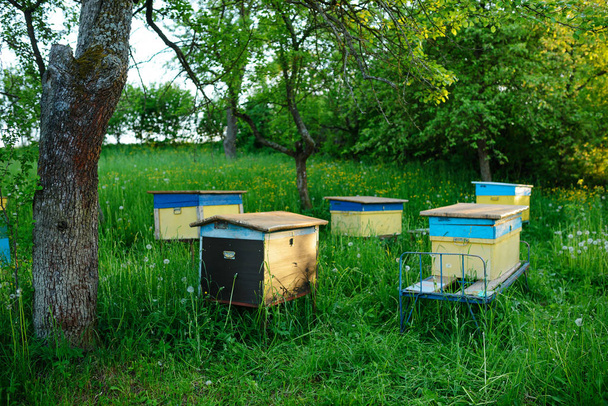 Polnische Landschaft mit Bienenstöcken auf ökologischem Feld. - Foto, Bild