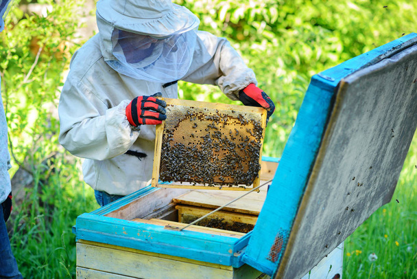Apiary. The beekeeper works with bees near the hives. - Foto, Bild
