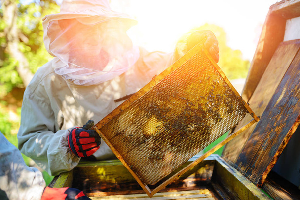 L'apiculteur prend le cadre avec nid d'abeille de la ruche
. - Photo, image