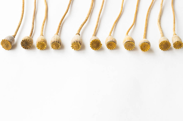 Small poppy heads on a long stem on a white background - Foto, imagen