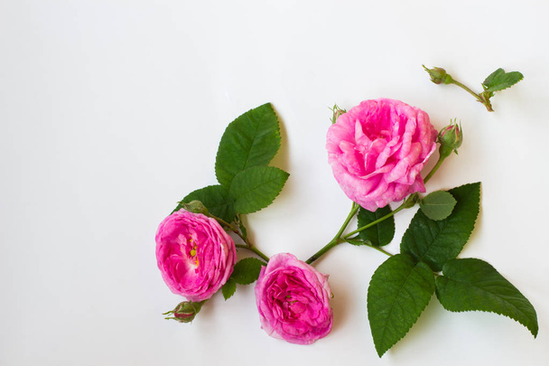 Roses on a white background. Top view - Photo, Image