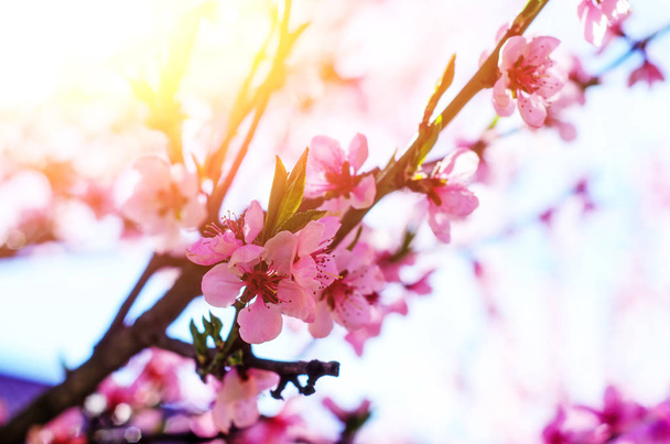Blooming cherry tree branches against a cloudy blue sky - Photo, image