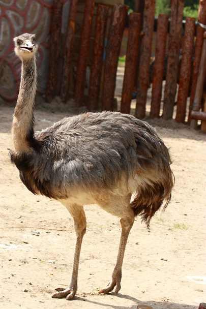 struisvogel - Foto, afbeelding