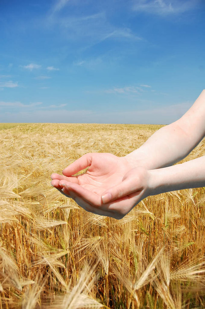 Жінка тримає щось над пшеничним полем
 - Фото, зображення