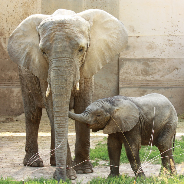 két elefánt - Fotó, kép