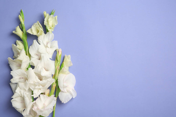Flat lay composition with beautiful gladiolus flowers on color background - Foto, imagen