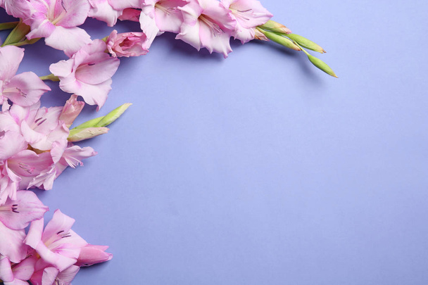 Flat lay composition with beautiful gladiolus flowers on color background - 写真・画像