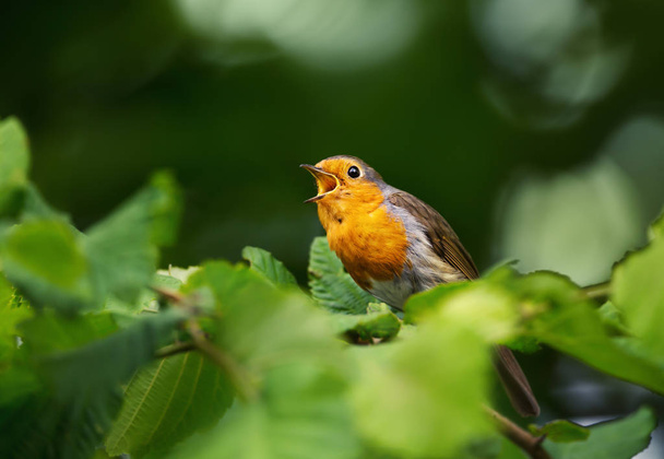 Şarkı bir levrek ela ağaçta, yaz İngiltere'de Avrupa robin (Erithacus rubecula). - Fotoğraf, Görsel