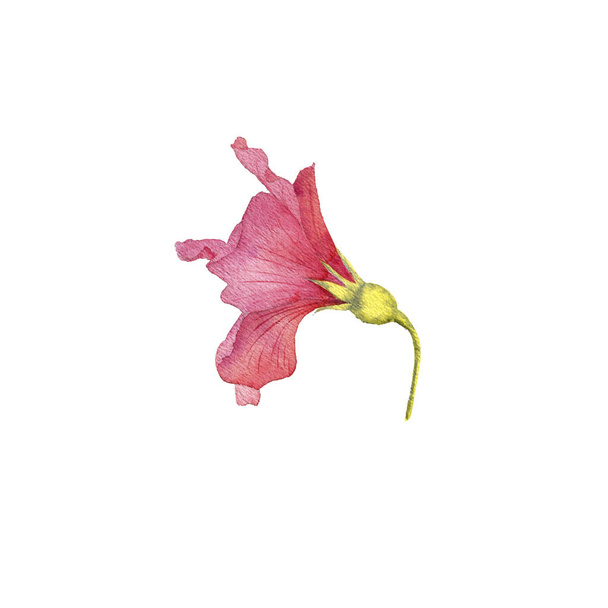 watercolor drawing flower of red hibiscus - 写真・画像