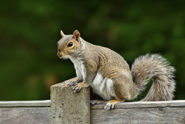 Close up of a grey squirrel sitting on a fence, UK - Photo, Image
