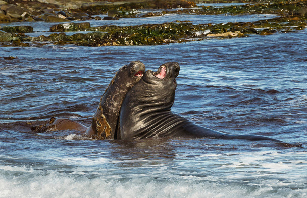 Nahaufnahme des Spiels der südlichen Elefantenrobben - Kämpfe im Wasser vor der Küste der Falklandinseln. - Foto, Bild