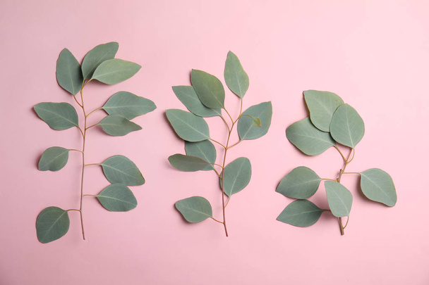 Eukalyptuszweige mit frischen grünen Blättern auf farbigem Hintergrund, flache Lage - Foto, Bild