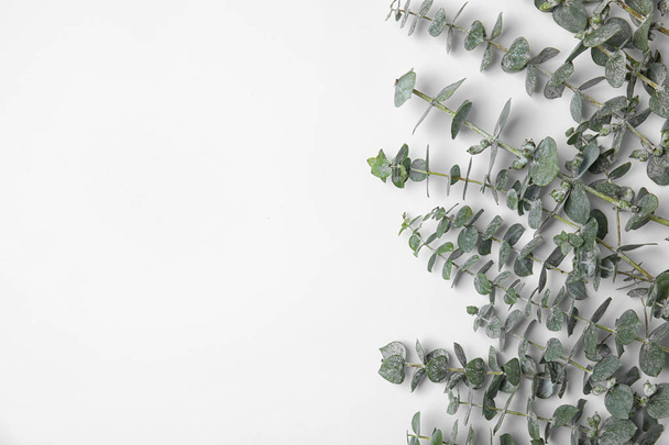 Fresh eucalyptus leaves on white background, top view - Photo, Image