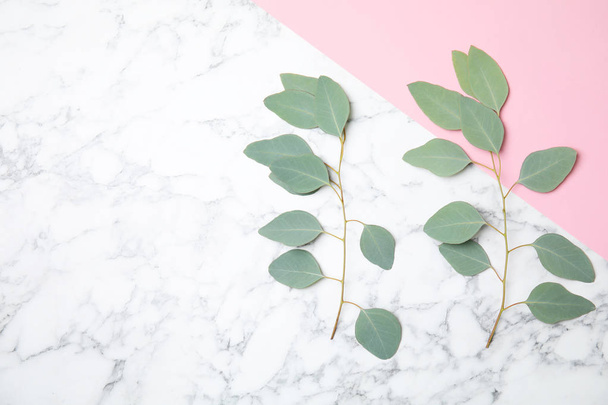 Flat lay composition with fresh eucalyptus leaves and space for design on marble background - Foto, Imagen