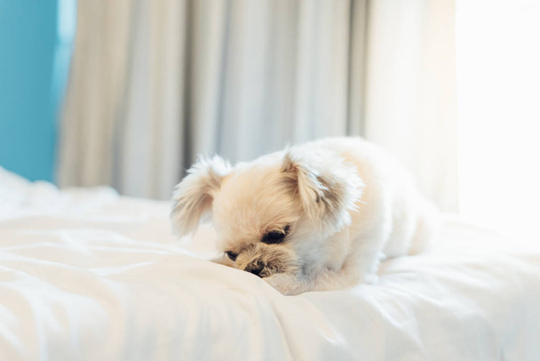 Cão tão bonito misto raça com Shih-Tzu, Pomeranian e Poodle sentado ou dormir jaz na cama com véu branco e olhando para algo com interesse na cama no quarto em casa ou hotel
 - Foto, Imagem