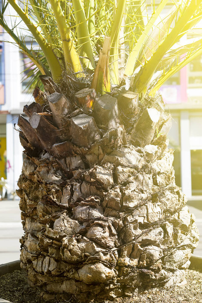 Dolna część palmy w dużym garnku na ulicach miasta - Zdjęcie, obraz
