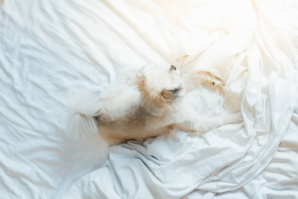 Собака такой милой смешанной породы с Ши-Цзы, Померания и Пудель сидит или спит лежит на кровати с белой вуали и глядя на что-то с интересом на кровати в спальне дома или в отеле
 - Фото, изображение