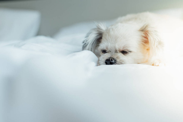 Pies tak słodkie domieszany rasy Shih-Tzu, pomorskim i pudel siedzi lub snu leży na łóżku z welonem i patrząc na coś z zainteresowaniem na łóżko w sypialni w domu lub w hotelu - Zdjęcie, obraz