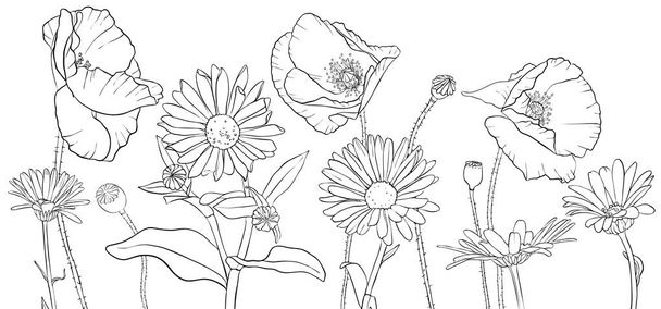 vector drawing poppies and daisy flowers - Vektör, Görsel
