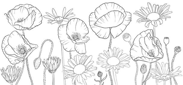 vector drawing poppies and daisy flowers - Vektor, kép