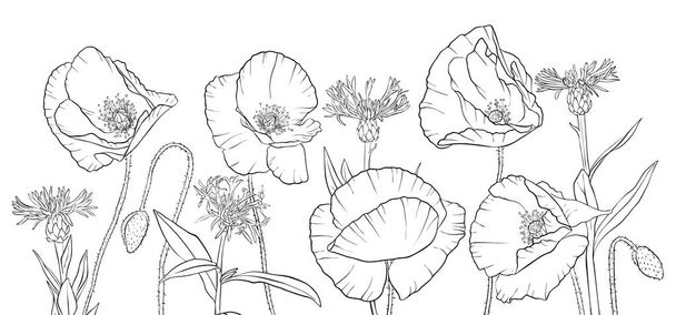 vector drawing poppy flowers - Vektör, Görsel