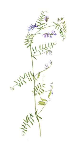 watercolor drawing plant - Фото, изображение
