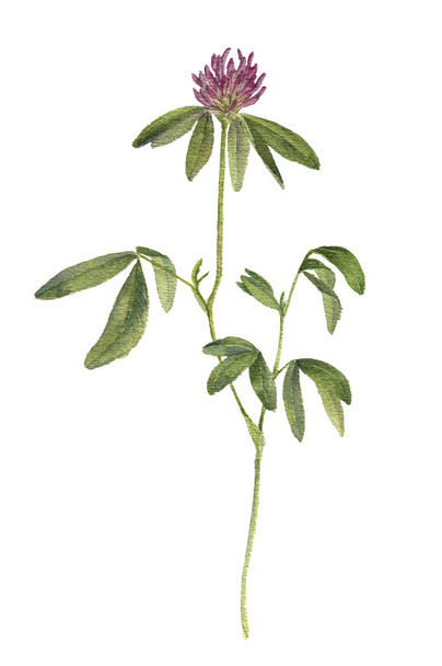 watercolor drawing plant - Фото, изображение