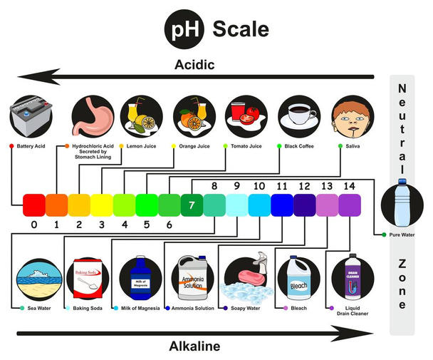 pH-Skala Infografik mit Beispielen aus dem realen Leben von sauren alkalischen und neutralen und Richtungspfeil steigender Säure oder Grundlagen für den Chemieunterricht - Vektor, Bild