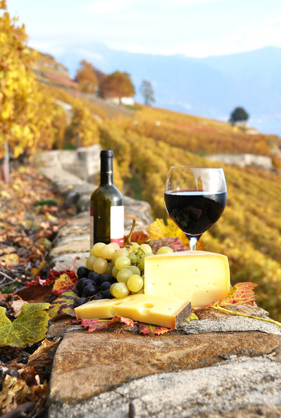 Вино, виноград і сир проти виноградниках, у регіоні Lavaux, Swit - Фото, зображення