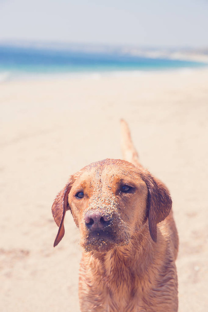 Um cão Labrador retriever amarelo saudável e feliz em pé em uma praia de areia, enquanto em férias de verão olhando em forma e ativo com espaço de cópia
 - Foto, Imagem