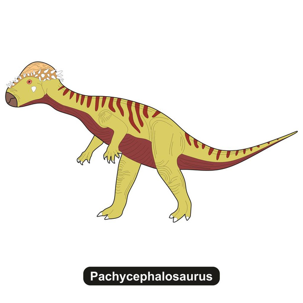 Pachycephalosaurus δεινόσαυρος εξαφανισμένων ζώων - Διάνυσμα, εικόνα