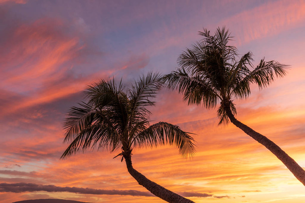 φοίνικες silhouetted σε ένα μαγευτικό ηλιοβασίλεμα και παραλία Maui - Φωτογραφία, εικόνα