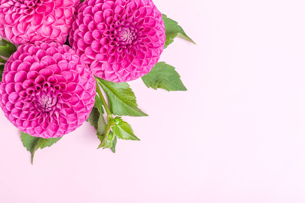 Dahlia ball-barbarry flowers with green leaves and buds - top view on pink bright summer blooms on pastel background with copy space. Romantic template for wedding card or floral design. - Photo, Image