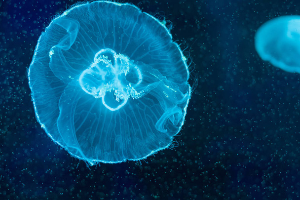 Aurelia aurita, akvaryum içinde yüzme yarı saydam ay denizanası  - Fotoğraf, Görsel
