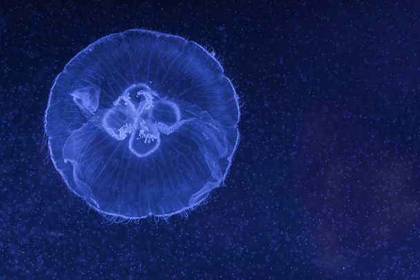 Aurelia aurita, méduses de lune translucides nageant dans l'aquarium
  - Photo, image