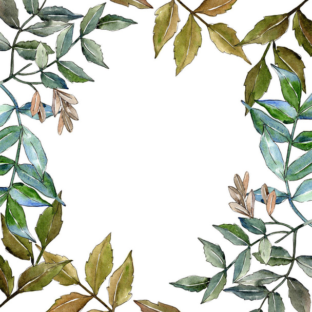 Green ash leaves. Leaf plant botanical garden floral foliage. Frame border ornament square. Aquarelle leaf for background, texture, wrapper pattern, frame or border. - 写真・画像