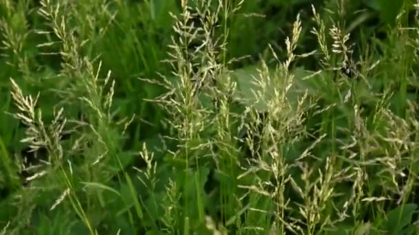 Egy mező Poa pratensis közös réten fű. Kúpos panicles a növény is nevezik Kentucky bluegrass. - Felvétel, videó