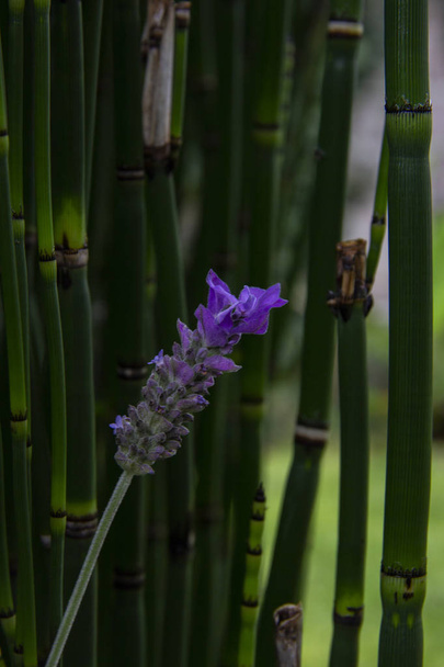 kaunis laventeli kasvi puutarhassa
 - Valokuva, kuva