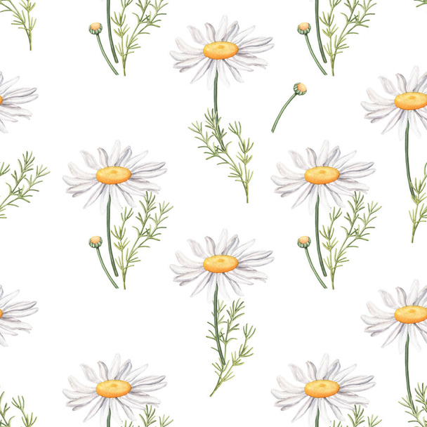 Seamless pattern with camomile flowers and leaves - Foto, Imagem